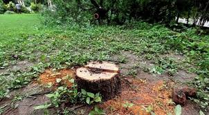 Sandalwood tree theft
